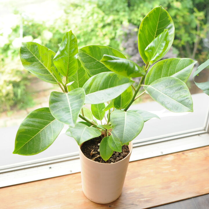 楽天市場】観葉植物 室内用 フィカス アルテシマ 6号鉢 花 ギフト 誕生 