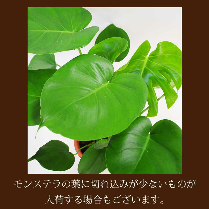 楽天市場 モンステラ 6号鉢 観葉植物 新築祝い 観葉 花 ギフト 誕生日 プレゼント 観葉植物 送料無料 バースディ 結婚祝 結婚記念日 開店祝い 移転祝い 新築祝い おしゃれ インテリア 室内 モンステラ 6号鉢 エーデルワイス 花宅配花屋ギフト