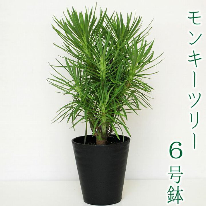 楽天市場 多肉植物 観葉植物 花 ギフト 誕生日プレゼント モンキーツリー セネシオ クレイニア 6号鉢 産地直送 多肉植物 観葉植物 送料無料 鉢花贈る 贈り物 お花宅配 観葉植物宅配 開店祝い 移転祝い 新築祝い おしゃれ インテリア 室内 エーデルワイス 花宅配花屋ギフト