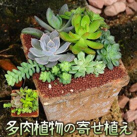 楽天市場 多肉植物 寄せ植え おしゃれの通販 楽天市場 多肉植物 寄せ植え おしゃれの通販