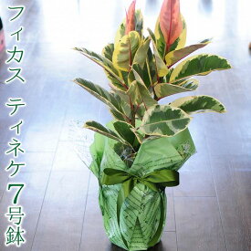 楽天市場 ゴムの木 観葉植物 花 観葉植物 花 ガーデン Diyの通販