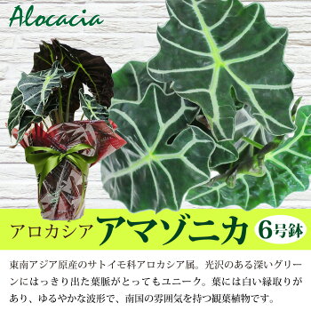 楽天市場 観葉植物 アロカシア アマゾニカ 6号鉢 クワズイモ 送料無料 風水 南国 開店祝い 移転祝い 新築祝い おしゃれ インテリア 室内 新築祝い 花 ギフト 誕生日 プレゼント エーデルワイス 花宅配花屋ギフト