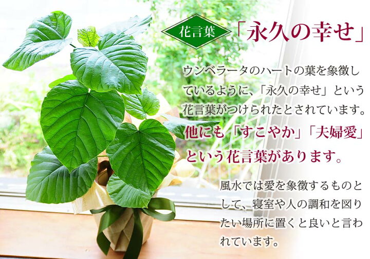 楽天市場 観葉植物 ウンベラータ 新築祝い 観葉 花 ギフト 誕生日 プレゼント 送料無料 バースディ 結婚祝 結婚記念日 開店祝い 移転祝い 新築祝い おしゃれ インテリア 室内 観葉植物 フィカス ウンベラータ 6号鉢 エーデルワイス 花宅配花屋ギフト