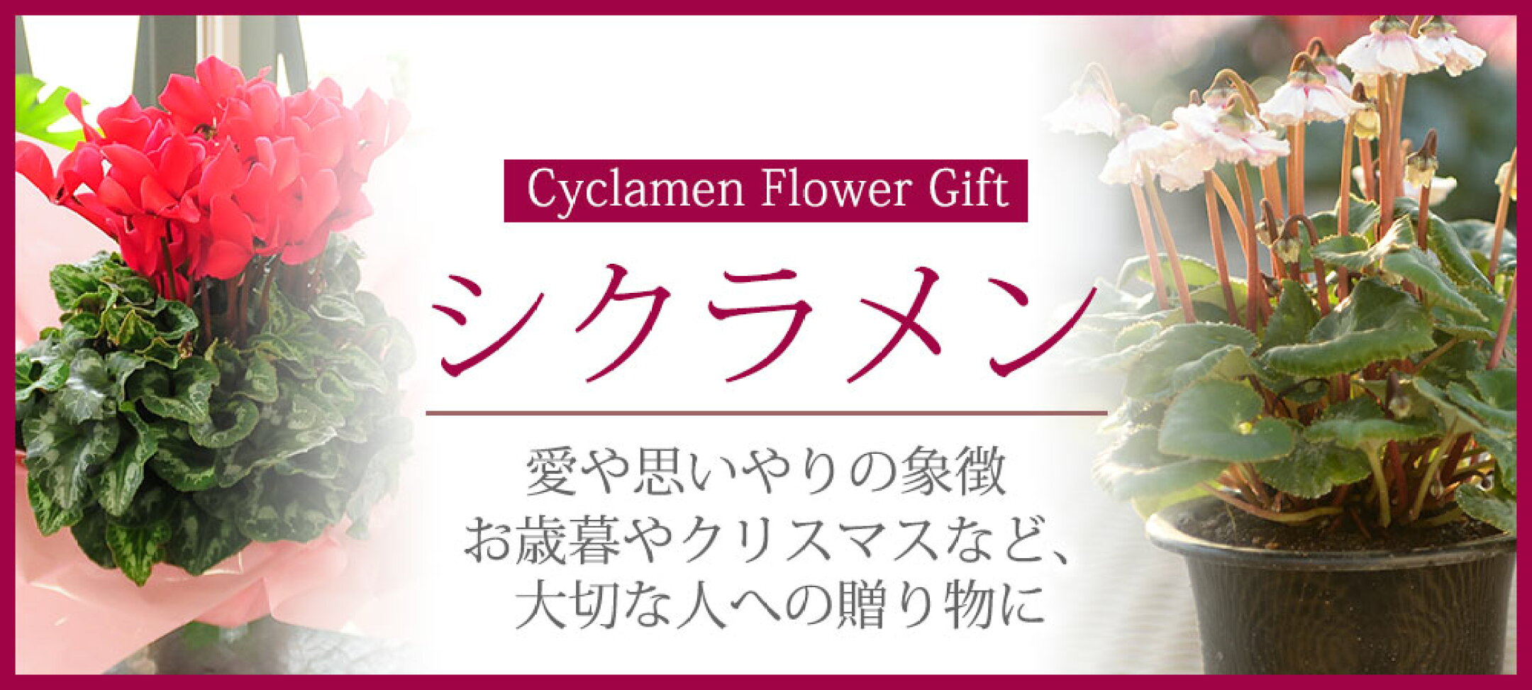 シクラメン