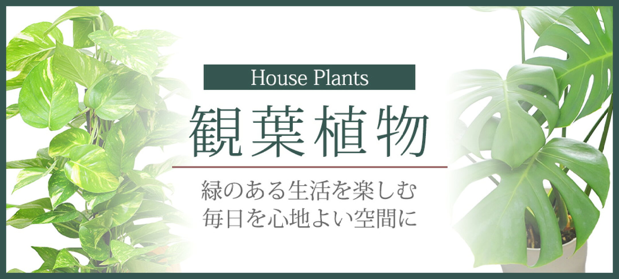 観葉植物
