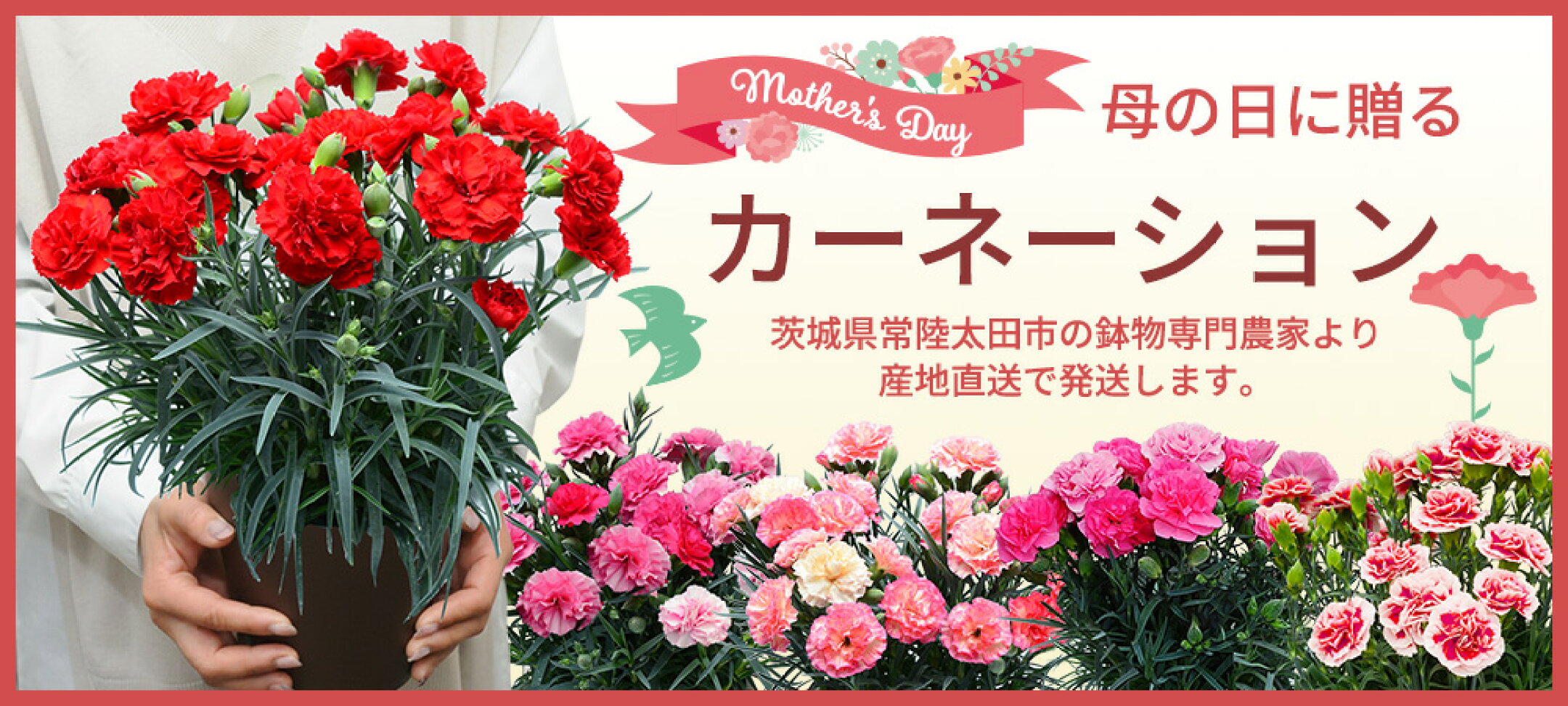 カーネーション