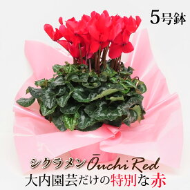 楽天市場 シクラメン 鉢の通販
