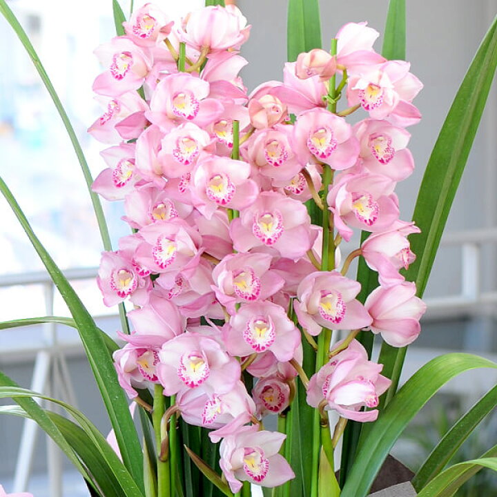 楽天市場 シンビジューム ピンク 鉢植え 4本立 お歳暮 ギフト 御歳暮 花 ギフト 蘭 シンビジウム 鉢花 ピンク系 洋ラン 蘭 クリスマス 誕生日 記念日 開院祝い 開業祝い 移転祝い 開店祝い 就任祝い 昇進祝い 成人祝い バレンタイン プレゼント シンビジューム ピンク系