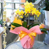 ミディ ミニ 胡蝶蘭 黄色 ミディ胡蝶蘭 ナオミゴールド 3本立ち 黄色 希少品種 花持ちが良い 送料無料 花…
