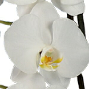 Yn JXj  hV ̃tY Ӓ 3{ 35ֈȏ 7