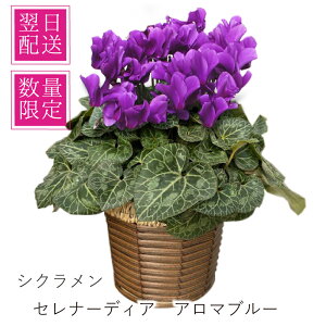 VN  p[v Ε ~Mtg Tg[ A a v[g ͓w     j N  蕨 v[g G[fCXԍH[ VN 