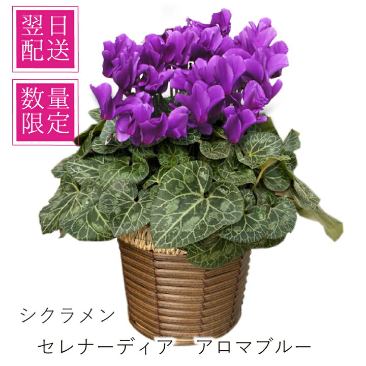 楽天市場】シクラメン 紫 パープル お歳暮 冬ギフト サントリー 鉢植え 