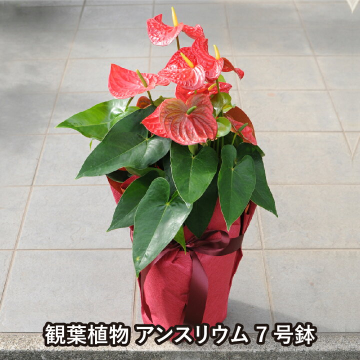 楽天市場 観葉植物 ギフト 花 アンスリュームの鉢花 お祝い ギフト アンスリウム 赤 レッド 桃色 ピンク 花贈る 花宅配 送料無料 開店祝い 移転祝い 新築祝い おしゃれ インテリア 室内 エーデルワイス 花宅配花屋ギフト
