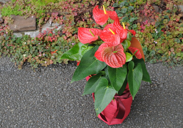 安価 観葉植物 ギフト 花 アンスリュームの鉢花 お祝い アンスリウム 赤 レッド 桃色 ピンク 花贈る 花宅配 送料無料 開店祝い 移転祝い 新築祝い おしゃれ インテリア 室内 Www Giorgosv Coiffure Gr