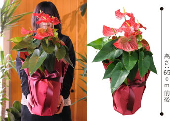楽天市場 観葉植物 ギフト 花 アンスリュームの鉢花 お祝い ギフト アンスリウム 赤 レッド 桃色 ピンク 花贈る 花宅配 送料無料 開店祝い 移転祝い 新築祝い おしゃれ インテリア 室内 エーデルワイス 花宅配花屋ギフト