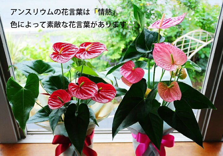 楽天市場 観葉植物 ギフト 花 アンスリュームの鉢花 お祝い ギフト 花贈る 赤 レッド 桃色 ピンク グリーン ホワイト 花宅配 送料無料 開店祝い 移転祝い 新築祝い おしゃれ インテリア 室内 色が選べるアンスリウム エーデルワイス 花宅配花屋ギフト