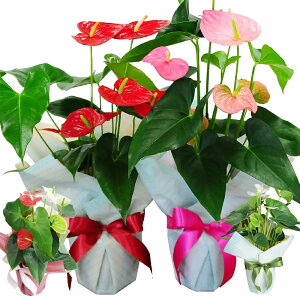 観葉植物 室内用 アンスリウム ギフト 花 アンスリュームの鉢花 お祝い ギフト 花贈る 赤 レッド 桃色 ピンク グリーン ホワイト 花宅配 送料無料 開店祝い 移転祝い 新築祝い おしゃれ イン