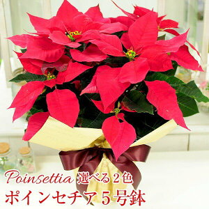 |CZ`A蕨 Ε NX}X EC^[Mtg ~Mtg G[fCXԍH[  Mtg |CZ`A  |CZ`A NX}X Mtg av[g  NX}X  