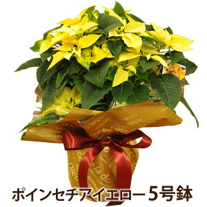 |CZ`A蕨 Ε NX}X EC^[Mtg ~Mtg G[fCXԍH[ NX}Xv[g  Mtg  |CZ`A Mtg |CZ`A  av[g 