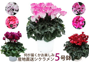 ܂VN 5  Ε  Ε Mtg av[g  JXj VN5  Ε  G[fCX Yn ͂y ܂ VN 5