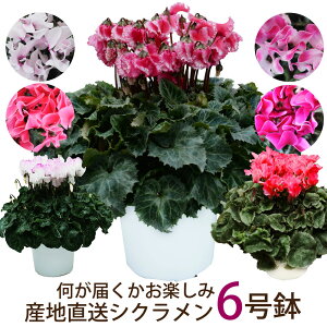 ܂VN 6  Ε  Ε Mtg av[g  JXj VN6  Ε  G[fCX Yn ͂y ܂ VN 6