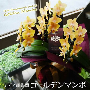 ~fB ~j Ӓ F ~fBӒ S[f}{ F 3{ ]Ή ސE i i h] ACj Ԏǂ   Mtg ~jӒ m ~fBӒ 3