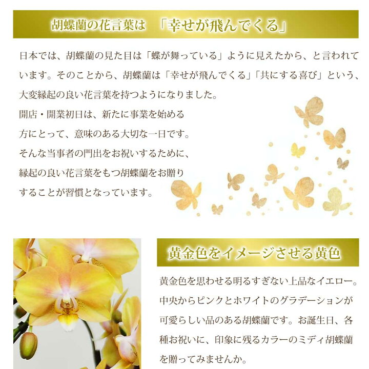 楽天市場 ミディ胡蝶蘭 ゴールデンマンボ 3本立 転勤花 退職花 昇進花 昇格花 栄転花 就任祝い花 花持ちが良い 送料無料 花 ギフト ミニ胡蝶蘭 松村洋蘭 ミディ胡蝶蘭 3本立 開店祝い 開業祝い 移転祝い エーデルワイス 花宅配花屋ギフト 楽天市場 ミディ胡蝶蘭 ゴールデンマンボ 3本立 転勤花 退職花 昇進花 昇格花 栄転花 就任祝い花 花持ちが良い 送料無料 花 ギフト ミニ胡蝶蘭 松村洋蘭 ミディ胡蝶蘭 3本立 開店祝い 開業祝い 移転祝い エーデルワイス 花宅配花屋ギフト