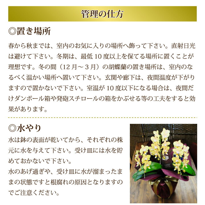 1914円 超特価激安 胡蝶蘭 花 プレゼント 誕生日花 転勤花 退職花 1914円 超特価激安 胡蝶蘭 花 プレゼント 誕生日花 転勤花 退職花