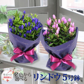 楽天市場 エーデルワイス 花 鉢の通販