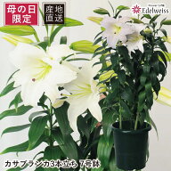 母の日 カサブランカ 鉢 ギフト 早割 2026 ははの日 誕生日 花 ユリ プレゼント 生花 ゆり 鉢植え カーネ…