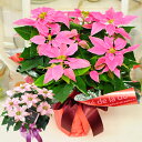 ポインセチア贈り物 お歳暮 クリスマス ウインターギフト 冬ギフト エーデルワイス花工房 花 ギフト 鉢植え ギフト ポインセチア 鉢 ポインセチア クリスマス ギフト 誕生日プレゼント 花 ポインセチア プレゼント エーデルワイス プリンセチア 5号 ピンク系