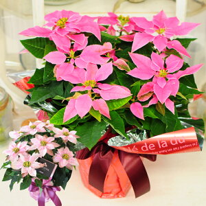 |CZ`A蕨 Ε NX}X EC^[Mtg ~Mtg G[fCXԍH[  Mtg A Mtg |CZ`A  |CZ`A NX}X Mtg av[g  