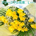 花束 プレゼント ホワイトデー 卒業祝 入学祝 就職祝 退職祝 フリージアの花束 卒業祝い 卒園祝い 生花 予約 卒業 送別ギフト 春 誕生日 歓送迎会 記念日 退職 送別 花束 翌日 明日 急ぎ 明日着 配送 配達 届け 宅配 翌日配達花 フリージアの花束 Lサイズ