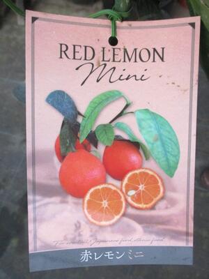 開催中 赤レモン 当店限定販売 ミニ 5号ポット 家庭果樹 柑橘類