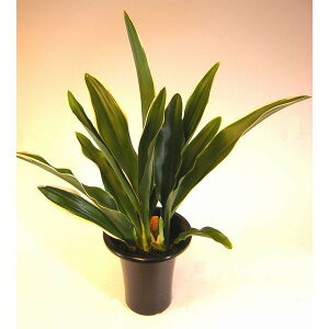 観葉植物 万年青 観葉植物の人気商品 通販 価格比較 価格 Com