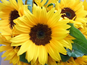 Ђ܂̉ԑ iȃq}N̐ԑɁIa hV̓E̓EMtgɂ߂łI