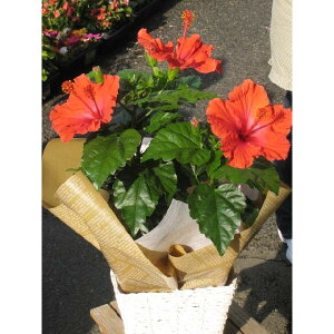 ̓̑蕨ɁInCrXJX5oXPbgtII