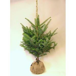 モミの木 【もみの木高さ2.5メートル】クリスマスツリーに最適！本物の樅の木