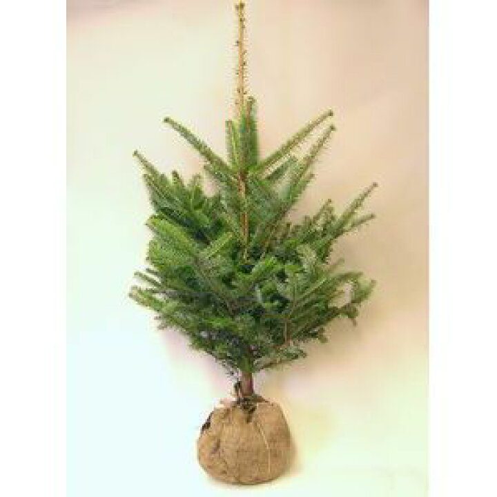 A　モミの木　クリスマスツリー　刺繍フレーム