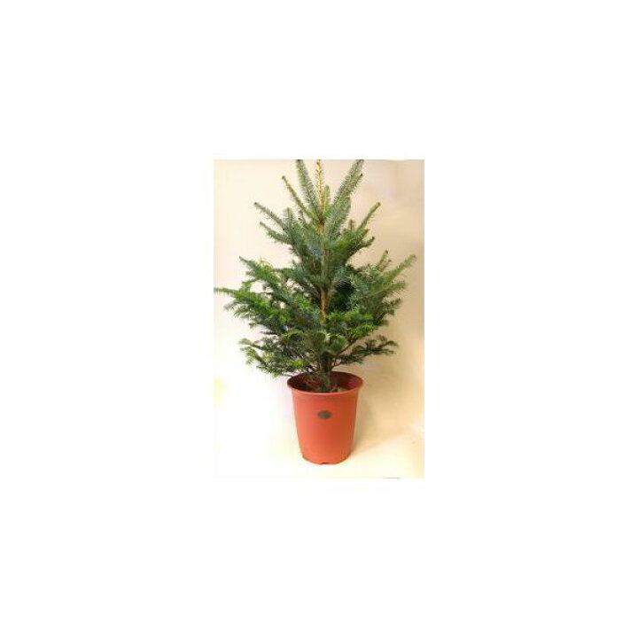 楽天市場】高品質！モミの木 本物のクリスマスツリーに最適！【もみの 