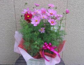 楽天市場 コスモス 鉢花の通販