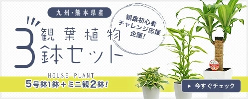 開店記念セール ☆観葉植物チャレンジ3点セット☆3500円 人気ショップが最安値挑戦 送料無料