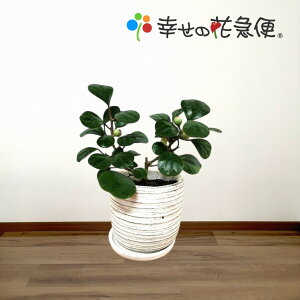 ���󏭁��ϗt�A�� �t�B�J�X �S�[���h�R�C�� 5�� ���픫������30cm�A�y�J�X�j�� �V�z�j�� �a�����v���[���g ���z���j�@���������z�ysmtb-ms�z