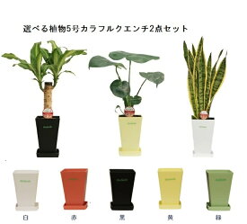 ☆選べる植物5号カラフルクエンチ2点セット☆肥料プレゼント付　5000円【送料無料】