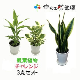 ☆観葉植物チャレンジ3点セット☆3780円【送料無料】観葉植物3鉢セット！【幸福の木/モンステラ/ストレリチア/テーブルヤシ/ミニ観葉植物】【開店祝い/新築祝い/誕生日/プレゼント/観葉植物】