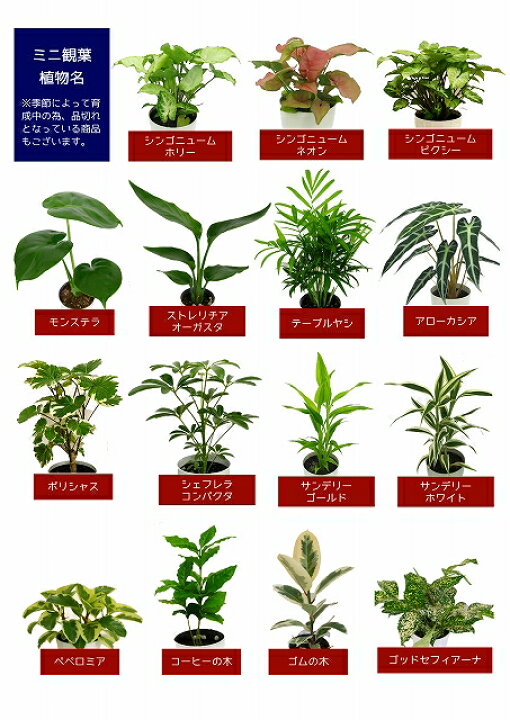 楽天市場】選べるミニ観葉植物 4鉢セット| 高さ約20〜40cm ドラセナ 