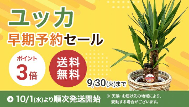 楽天市場】観葉植物 ユッカ エレファンティペス 8号鉢 高さ約110 