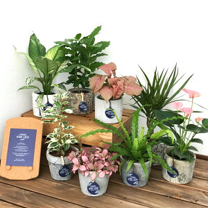 アスプレニウム 観葉植物 農業資材 ガーデニング用品の人気商品 通販 価格比較 価格 Com アスプレニウム 観葉植物 農業資材 ガーデニング用品の人気商品 通販 価格比較 価格 Com