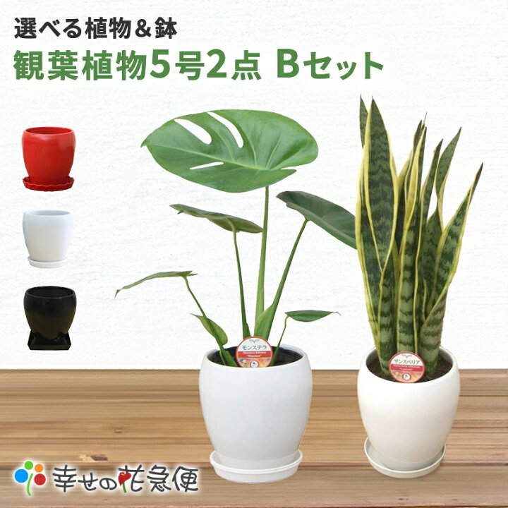 楽天市場】選べる観葉植物Bセット 5号2鉢【幸福の木 モンステラ 