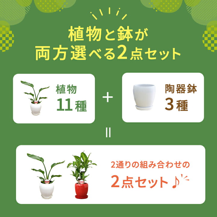 楽天市場】選べる観葉植物Bセット 5号2鉢【幸福の木 モンステラ 